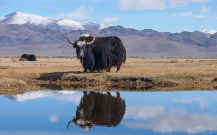Wild Yak