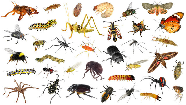 What advantages do arthropods have?