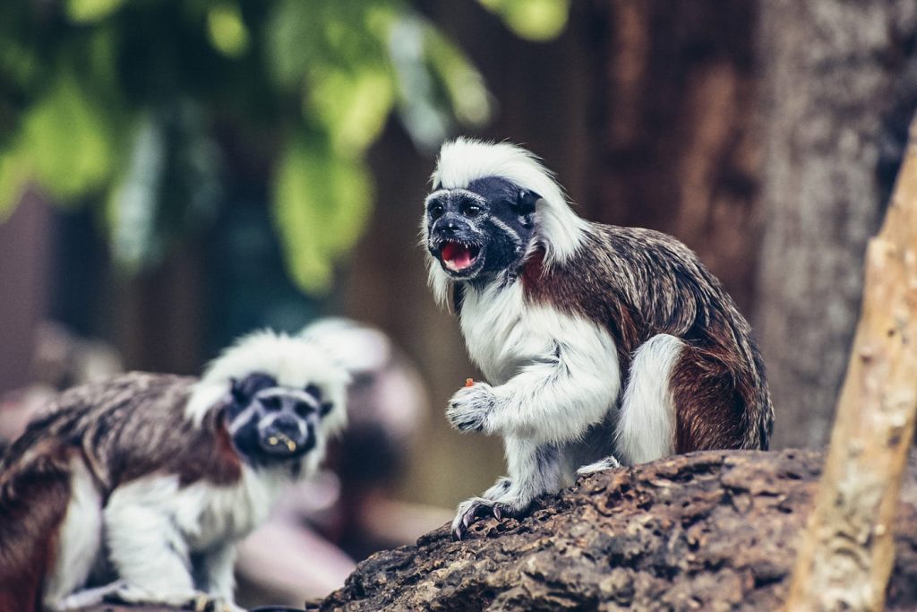 female cotton top tamarin refuse other female outsider to join family