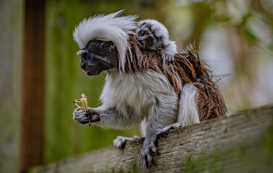 female cotton top tamarin refuse other female outsider to join family