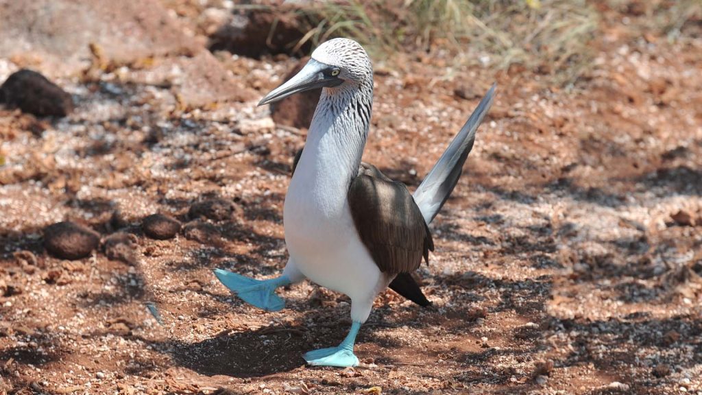 male bird courtship dance