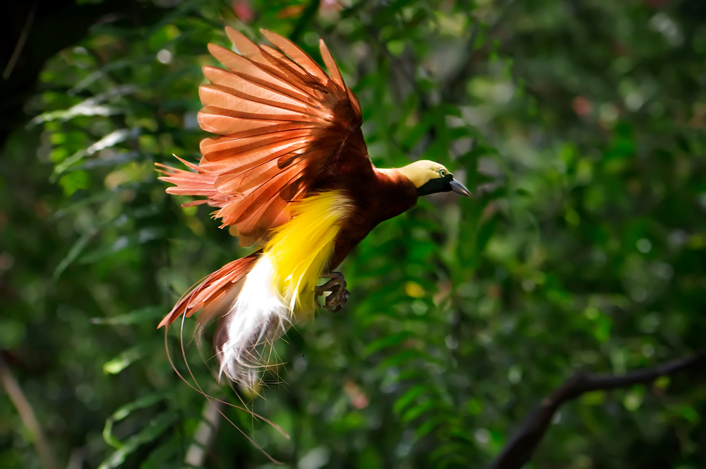 male bird courtship dance