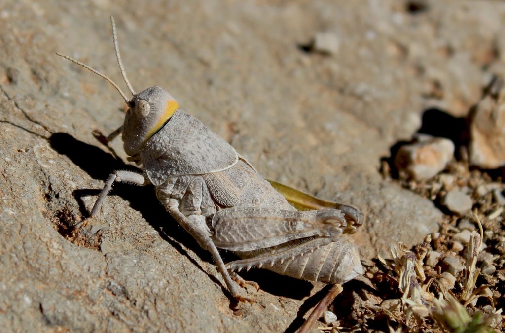 stone grasshopper