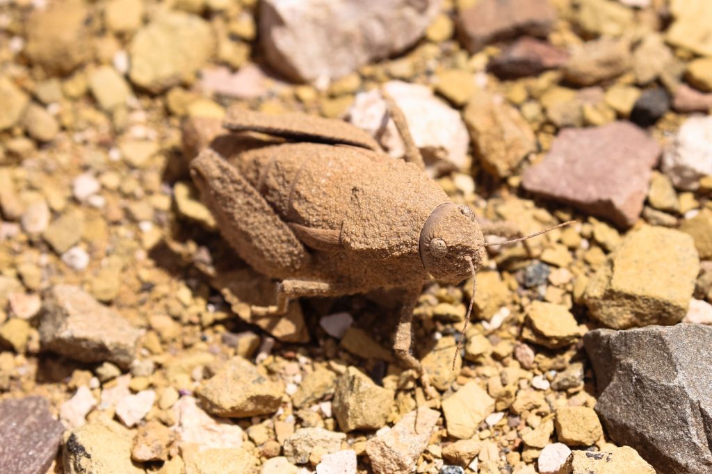 stone grasshopper
