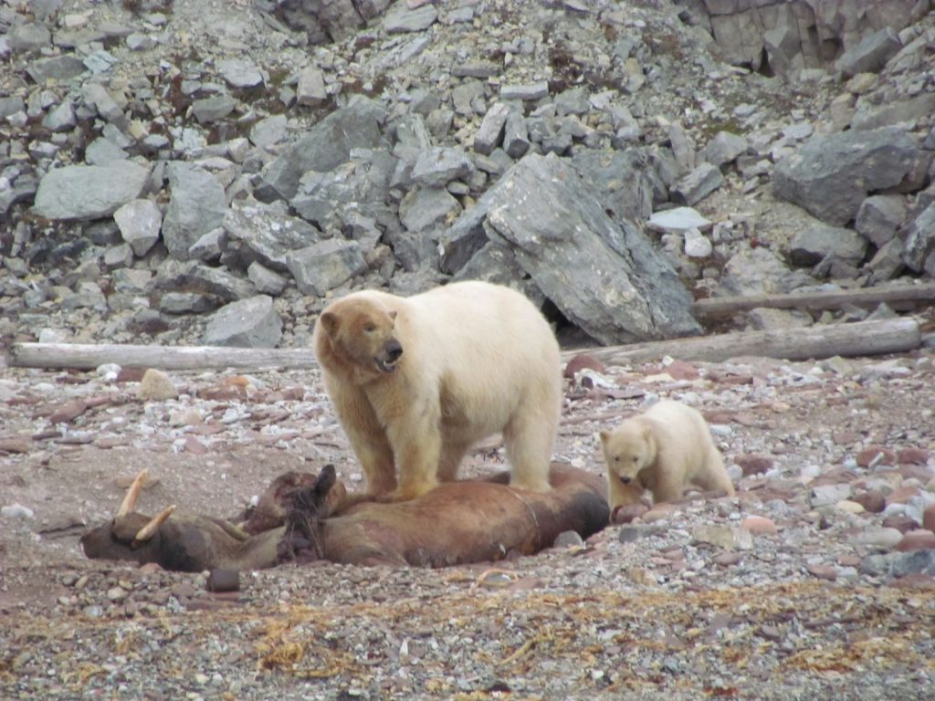 walrus and polar bear