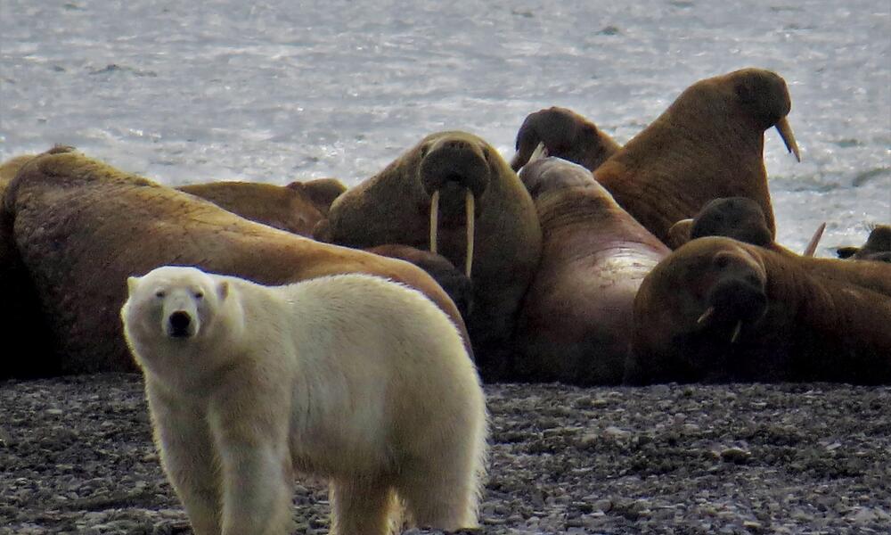 walrus and polar bear