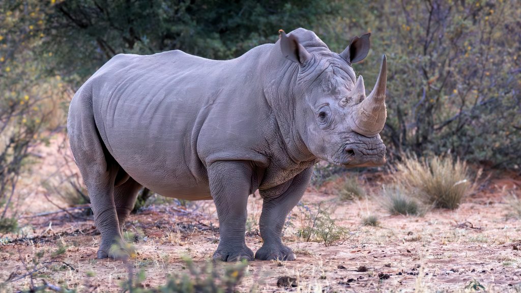 white rhino conservation