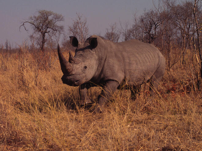 white rhino conservation