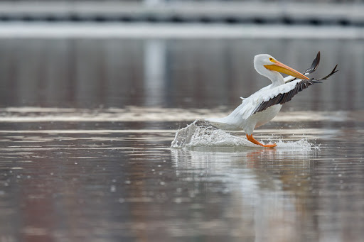 Ducks Savage Seagull