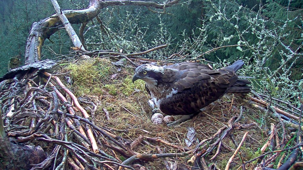 How long does an osprey egg take to hatch?