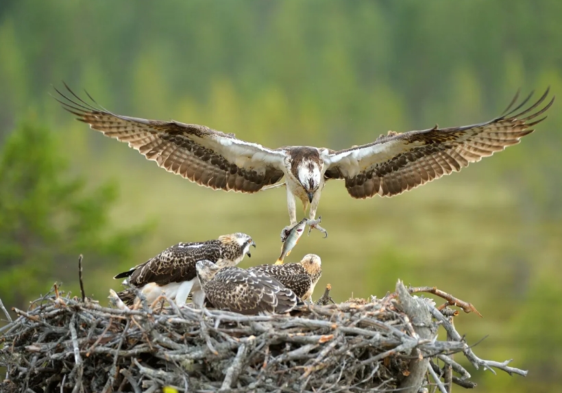 How long does an osprey egg take to hatch?
