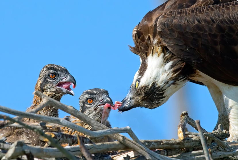 How long does an osprey egg take to hatch?