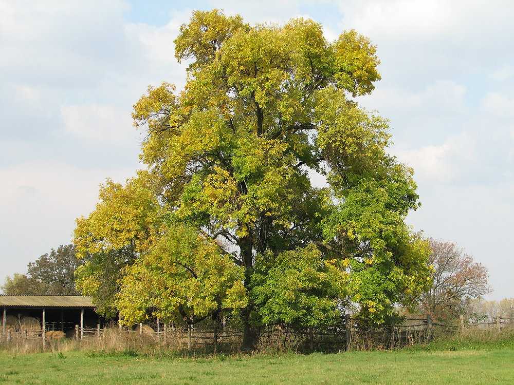 What do some leaves produce to protect themselves?