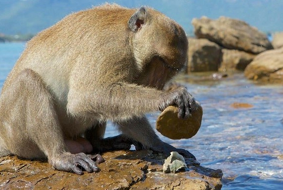 baboons like to eat seafood