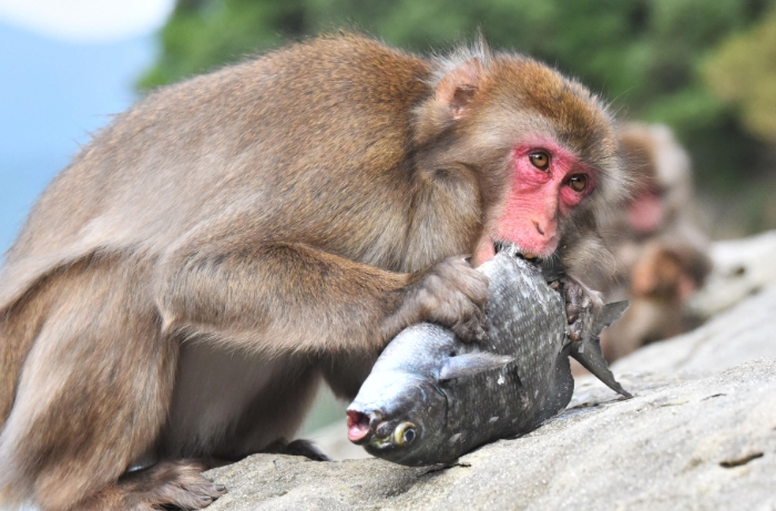 baboons like to eat seafood
