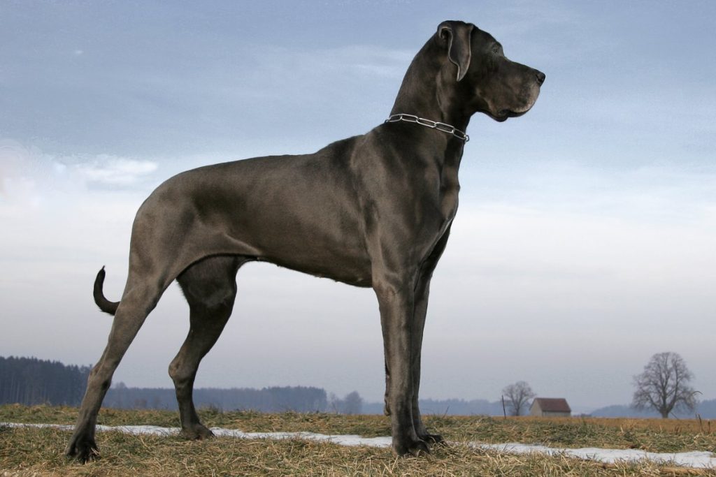 the great dane