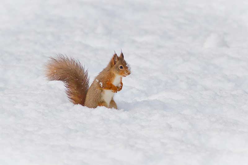 habitat of a red squirrel