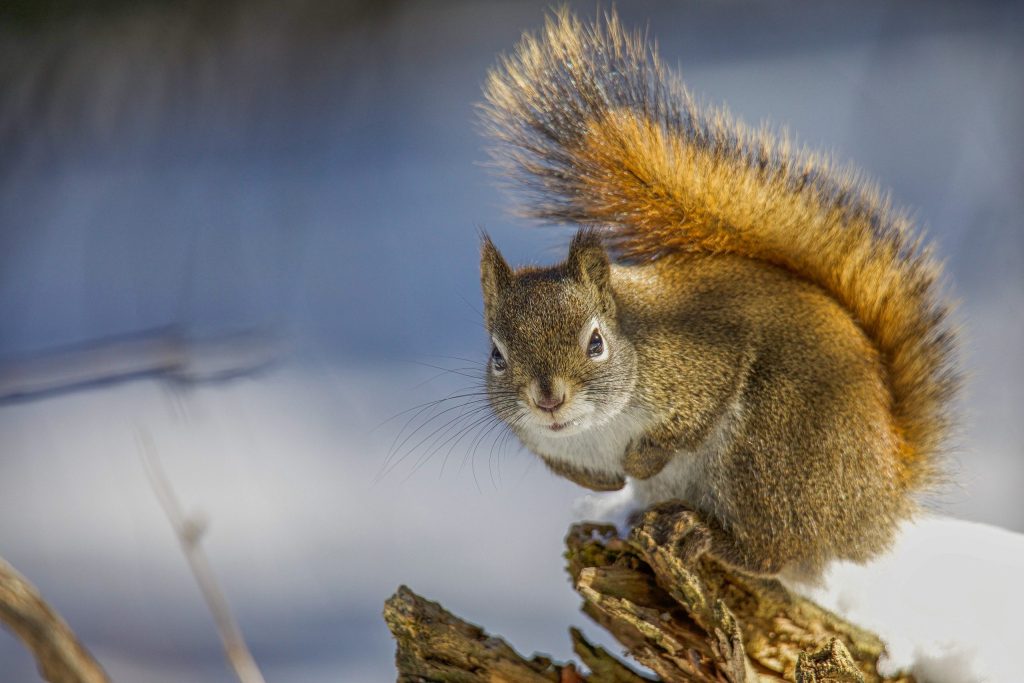 habitat of a red squirrel
