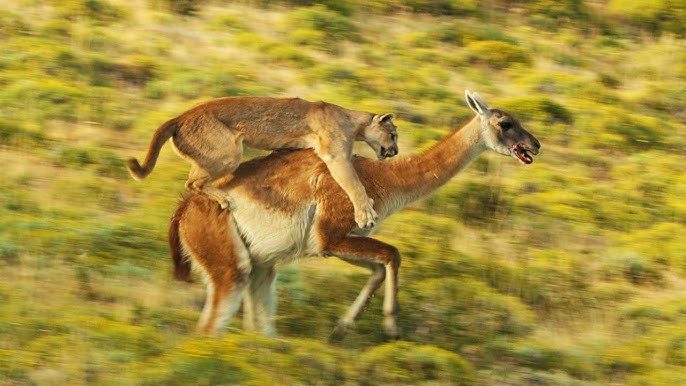 Do pumas eat guanacos?