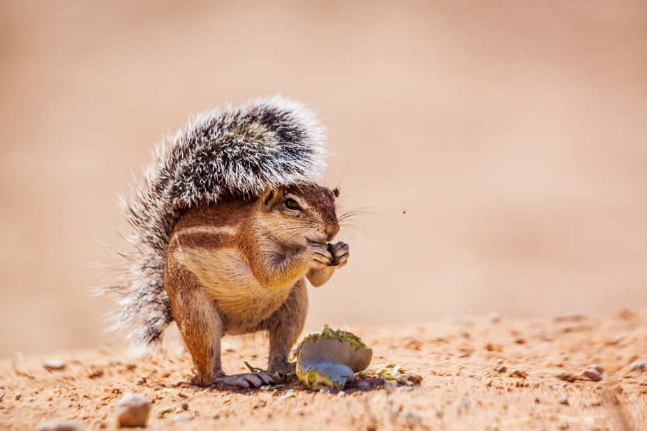 How do ground squirrels survive in the scorching heat?