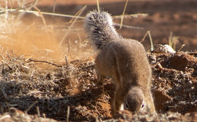 How do ground squirrels survive in the scorching heat?