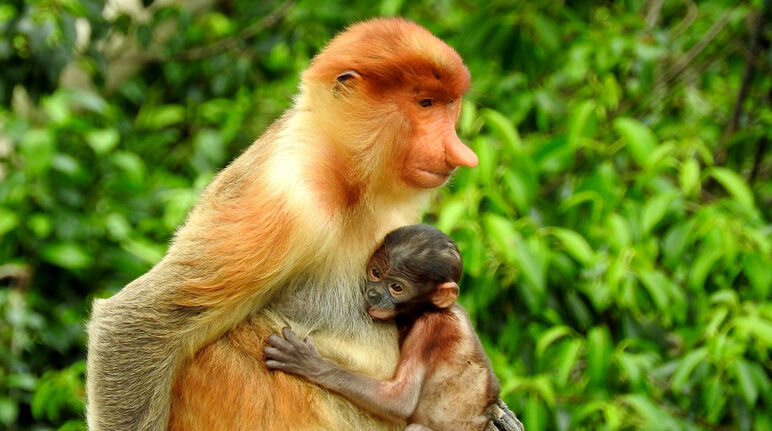 Proboscis Monkey