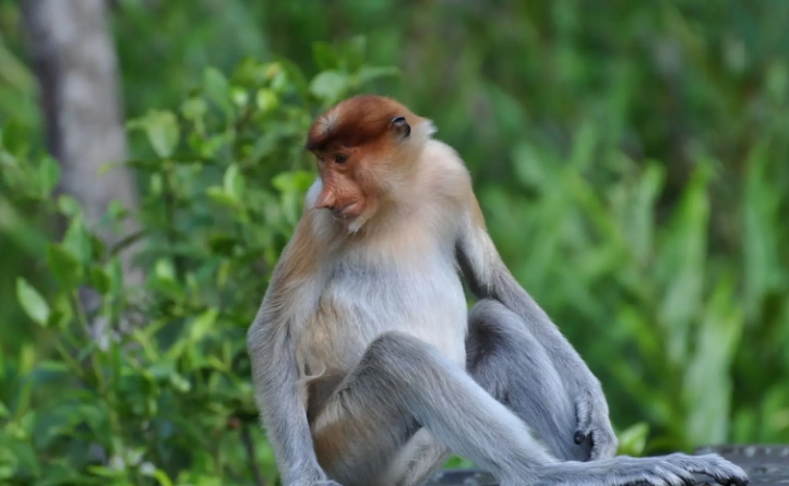 Proboscis Monkey