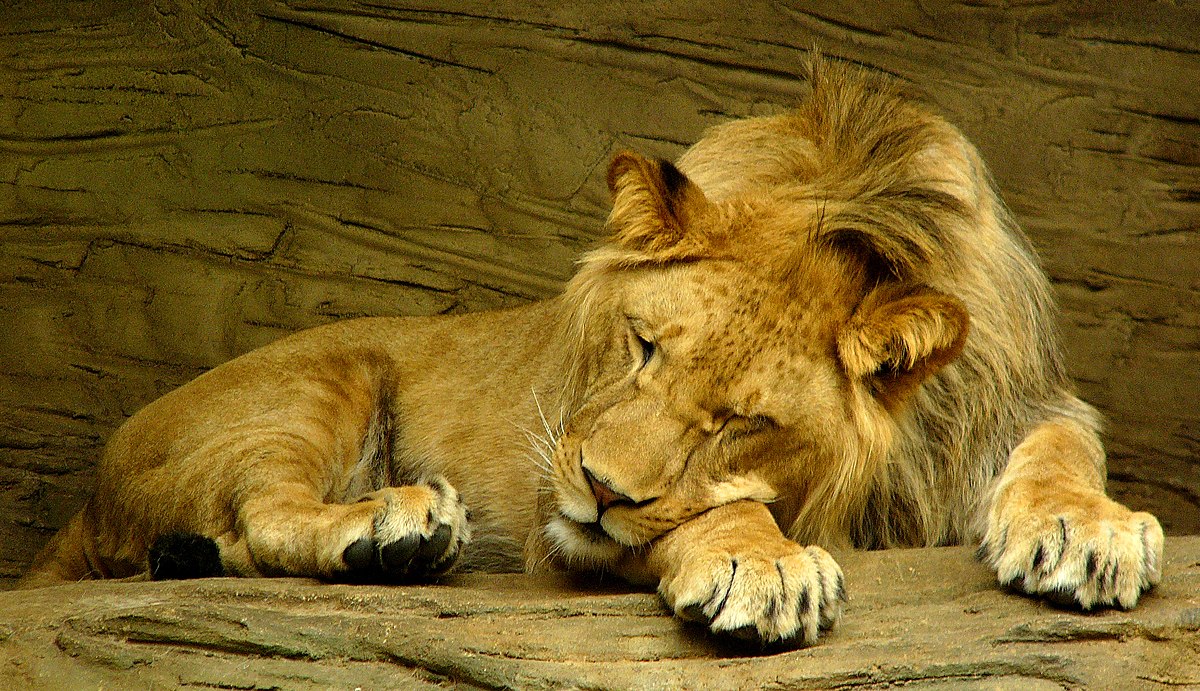 lion sleeping