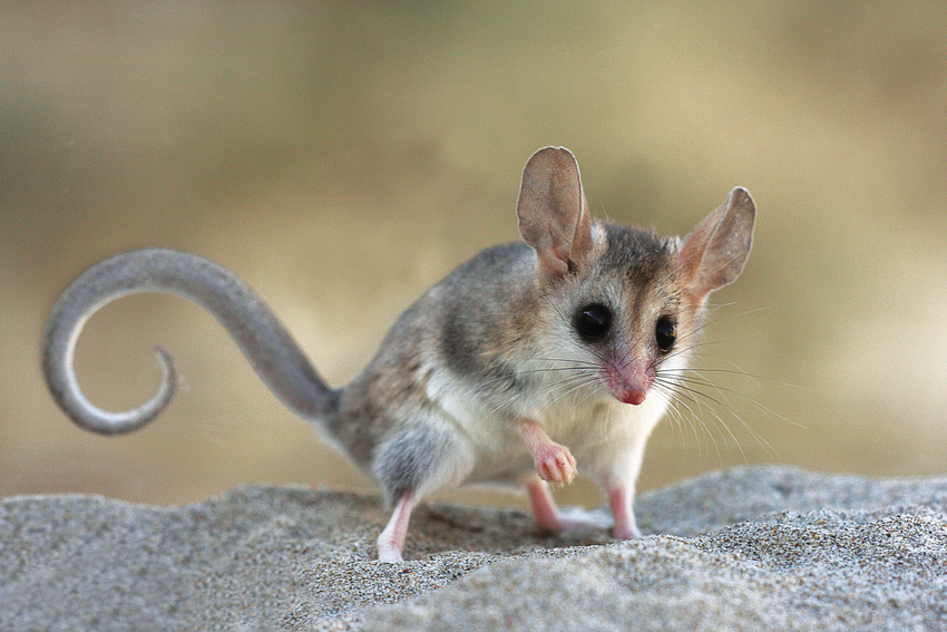 What is the elegant fat tailed mouse opossum habitat?