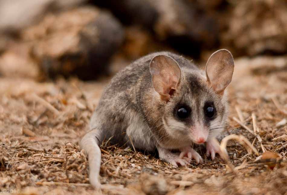 What is the elegant fat tailed mouse opossum habitat?