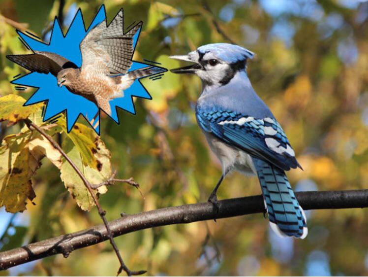 Why do blue jays mimic hawks?