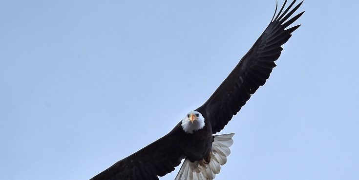 all about birds bald eagle