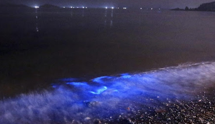 What is the fluorescent sea?