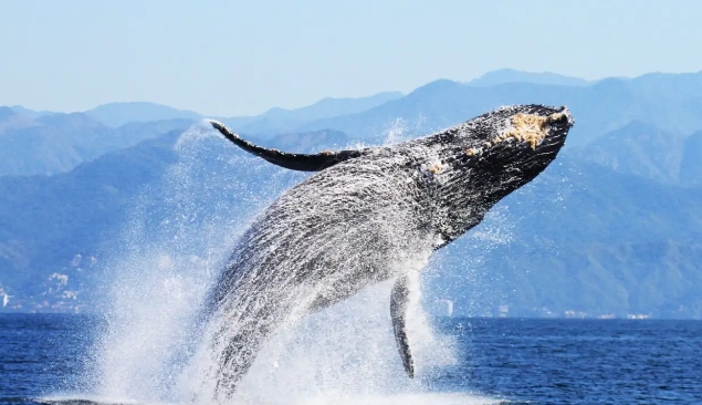 humpback whale