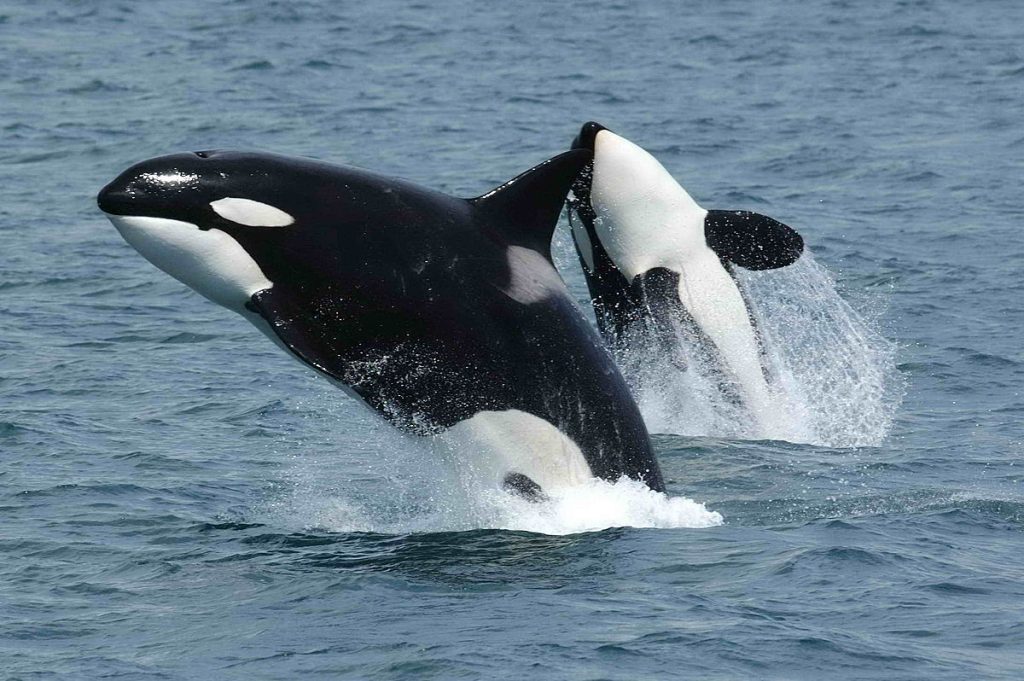 Do killer whales hunt penguins?