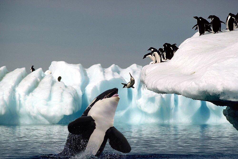 Do killer whales hunt penguins?