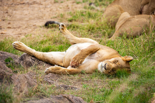 lion sleeping