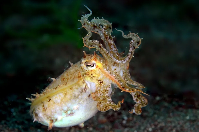 little ocean hunter cuttlefish