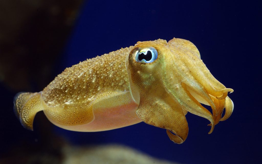 little ocean hunter cuttlefish