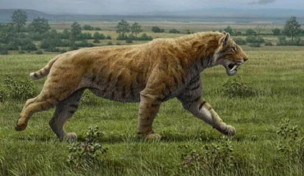 saber-toothed tiger