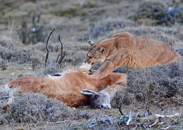 Do pumas eat guanacos?