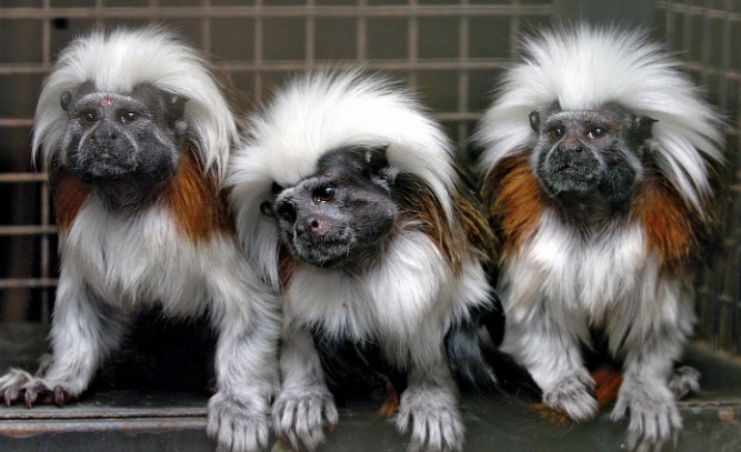 common marmoset pet