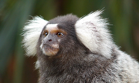 common marmoset pet