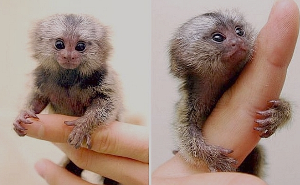 marmoset harga