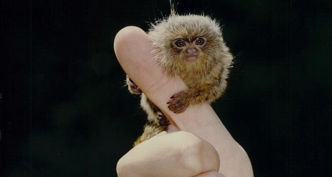marmoset harga