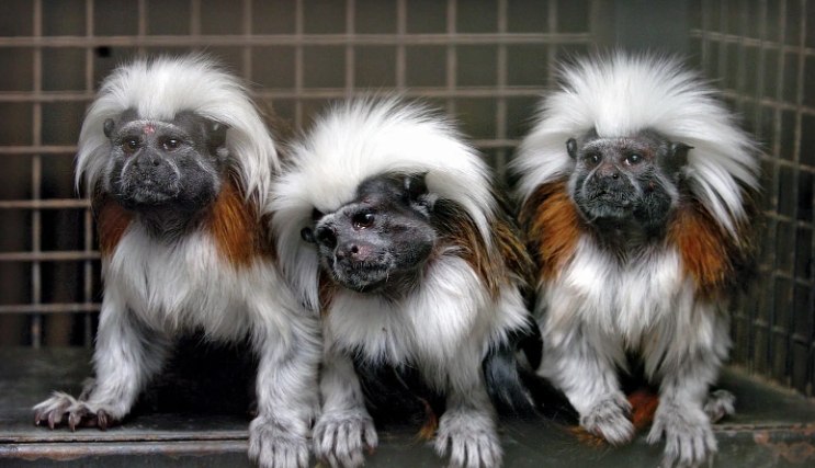 marmoset for sale near me