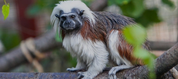 marmoset for sale near me