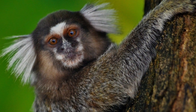 marmoset for sale cheap
