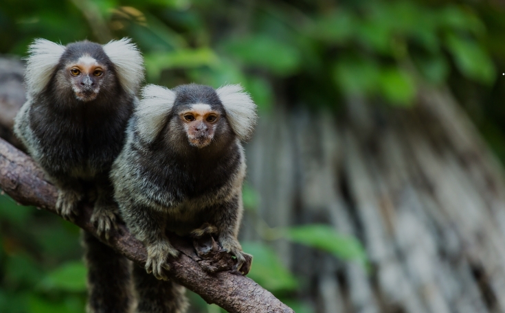 marmoset for sale cheap