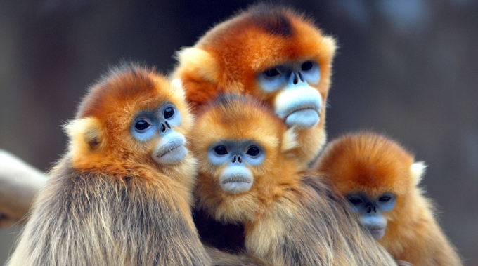 Golden monkeys